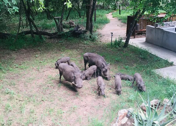Dream Of Africa Bush Lodge