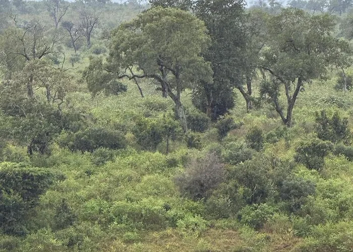 Kruger Private Lodge